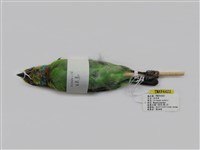 藏品(五色鳥)的圖片